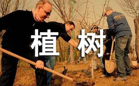 植树问题教学反思