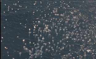 纪录片《蓝色星球》讲了什么?好看吗?