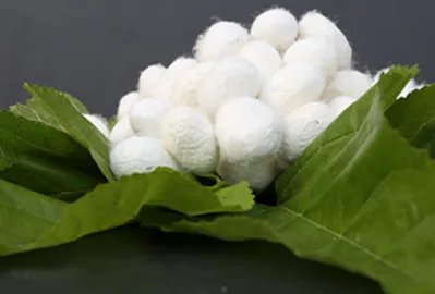 春蚕的象征意义是什么?