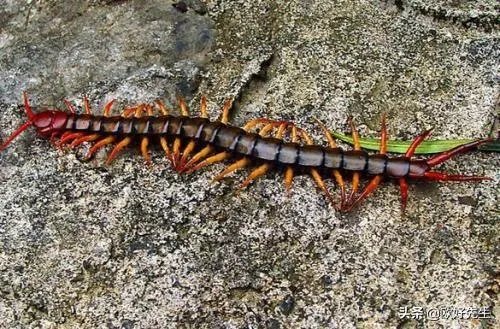 蜈蚣养殖前景如何，从哪几个方面开始？