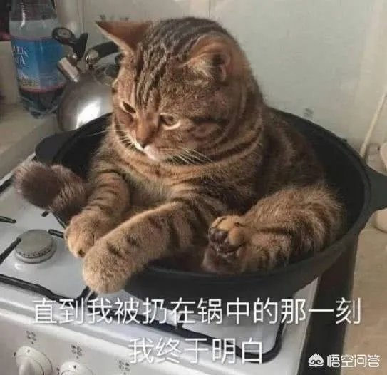 有没有搞笑的猫咪图片，分享一下？