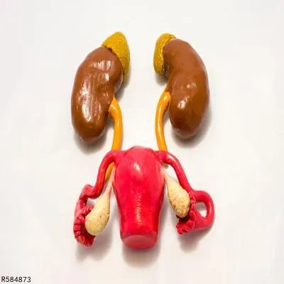 系统性红斑狼疮肾炎怎么回事