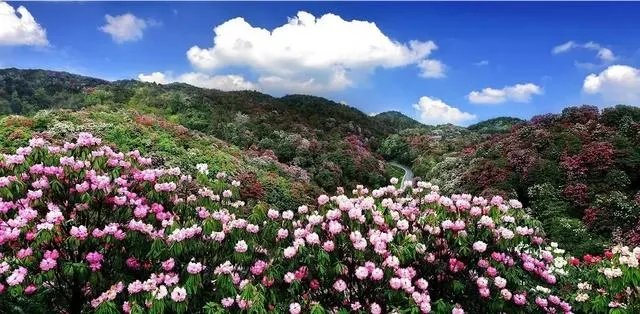 你知道中国百里杜鹃花都在哪里吗？