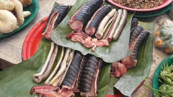 蛇骨的功效及用途