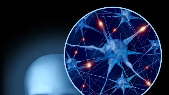 生长激素的作用