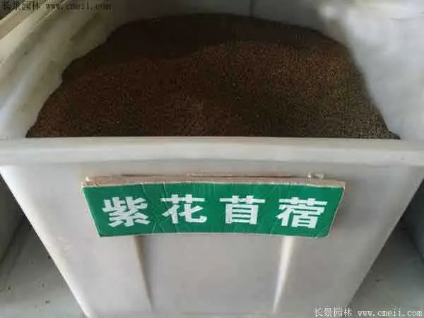 北方优质牧草品种有哪些