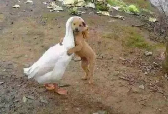 刷爆朋友圈两只鹅的故事，大结局已经揭晓！