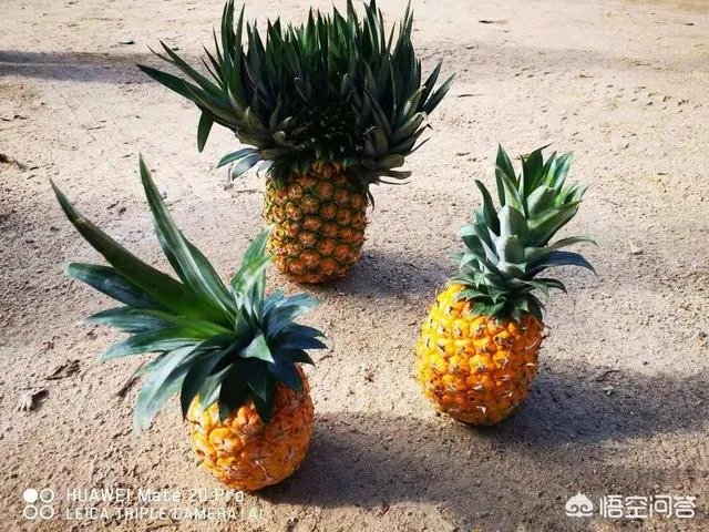 怎么做农产品推广?