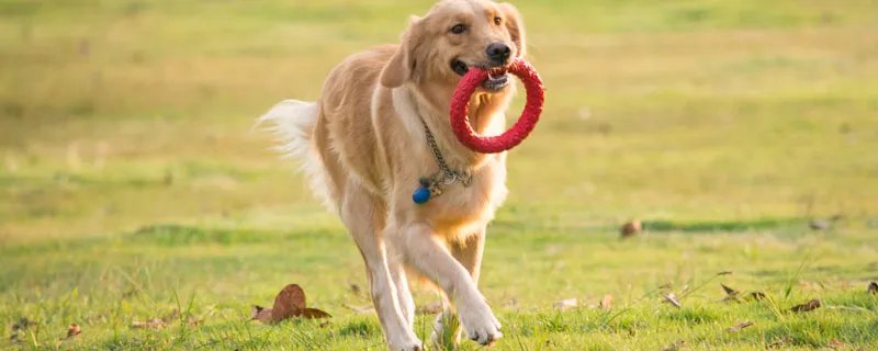 金毛犬价格多少钱一只 金毛犬大概多少一只