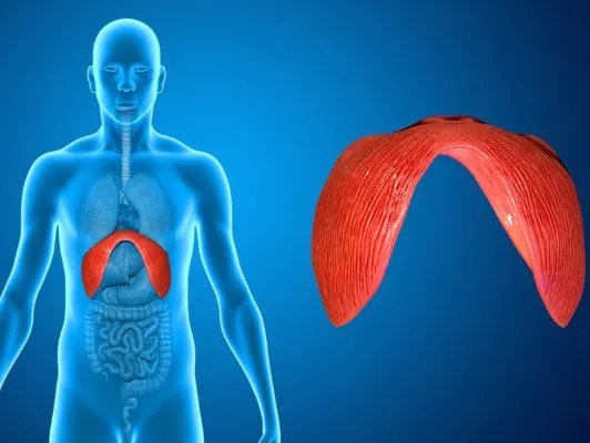 老是打饱嗝的原因