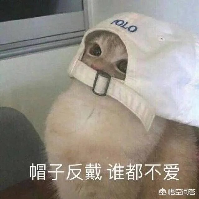 有没有搞笑的猫咪图片，分享一下？
