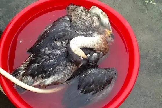 刷爆朋友圈两只鹅的故事，大结局已经揭晓！