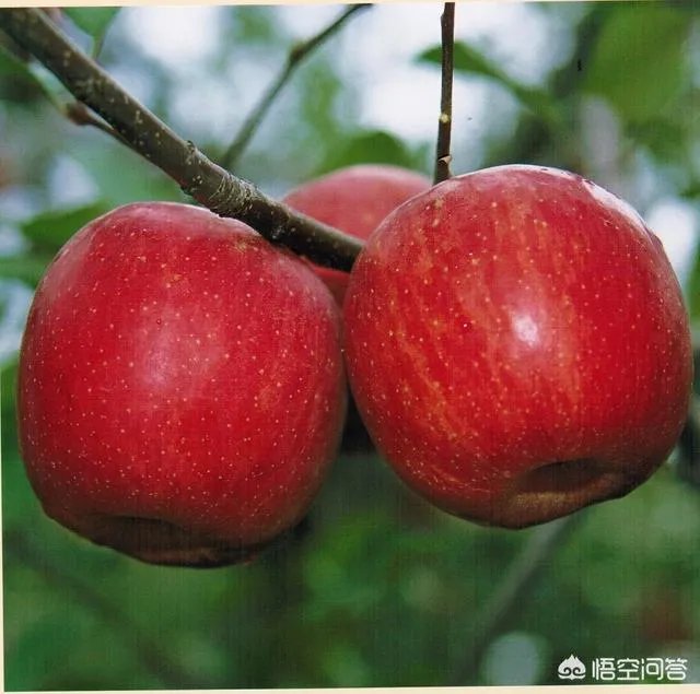 果树新品种是如何培育出来的?