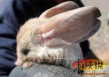 盘点全球新奇妙动物：紫色北极熊 海地长吻猬