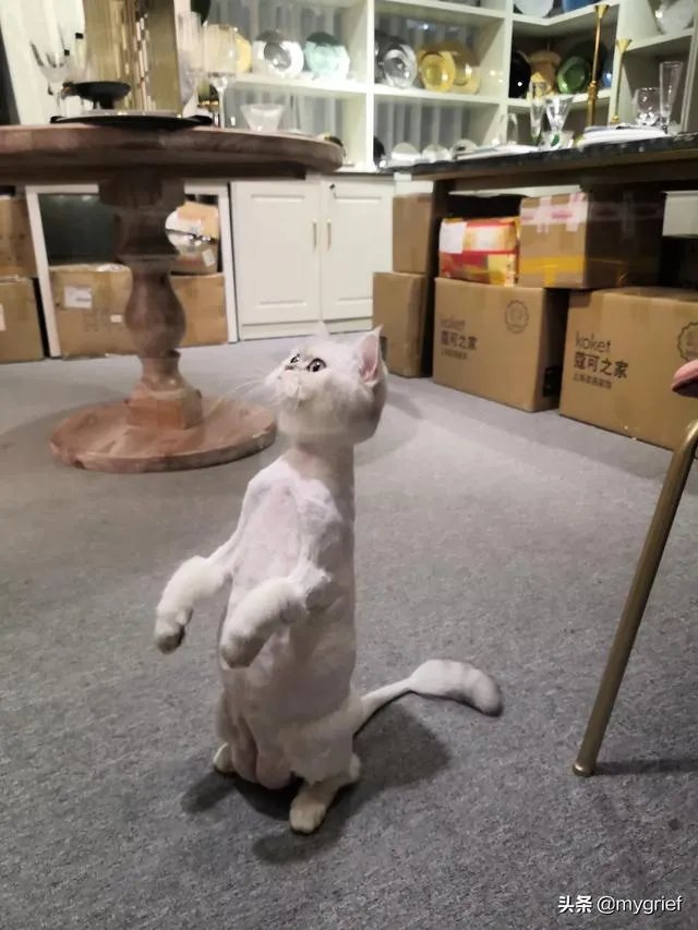 有没有搞笑的猫咪图片，分享一下？