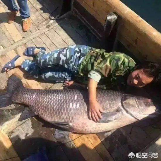 为什么很多农村集市上卖青鱼的都喜欢在鱼箱里撒一把瓜子？