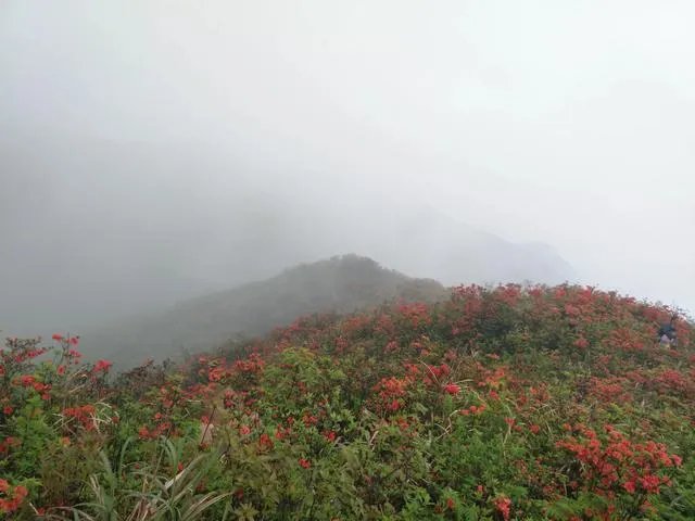 你知道中国百里杜鹃花都在哪里吗？