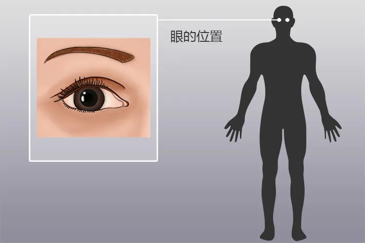 眼睛各个部位名称图解及作用
