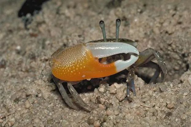 巨招潮蟹的生长繁殖