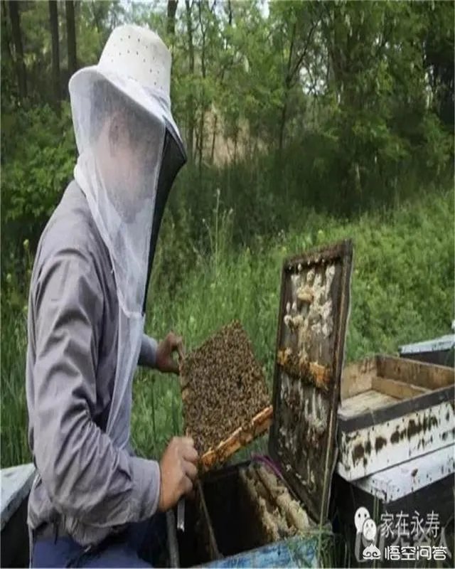 刺槐树有什么作用?