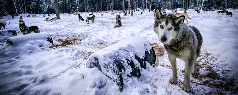 什么是白眼狼 什么是白眼狼的解释