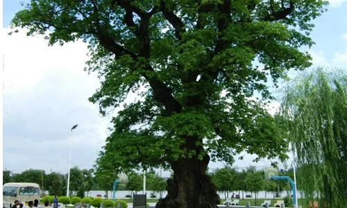 秋枫树的作用与功能是什么?