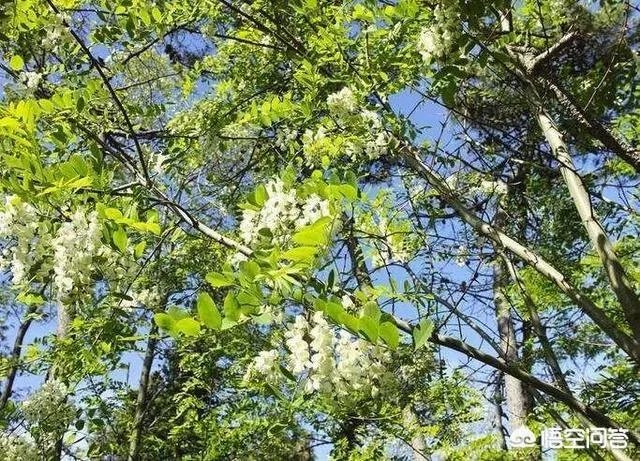 刺槐树有什么作用?