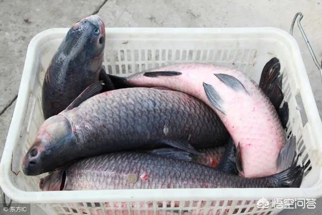 为什么很多农村集市上卖青鱼的都喜欢在鱼箱里撒一把瓜子？
