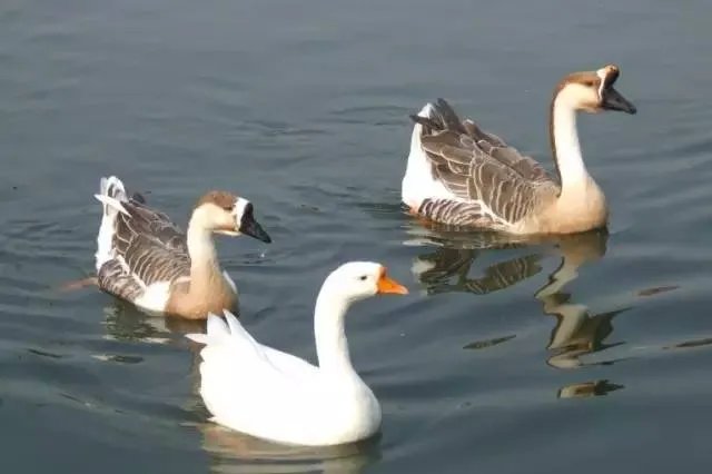 刷爆朋友圈两只鹅的故事，大结局已经揭晓！