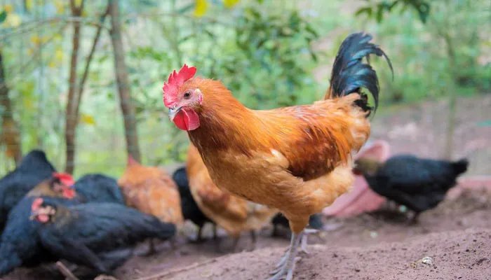 鲜活农产品包括哪些 鲜活农产品包括哪些产品