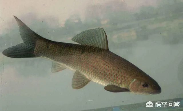 为什么很多农村集市上卖青鱼的都喜欢在鱼箱里撒一把瓜子？