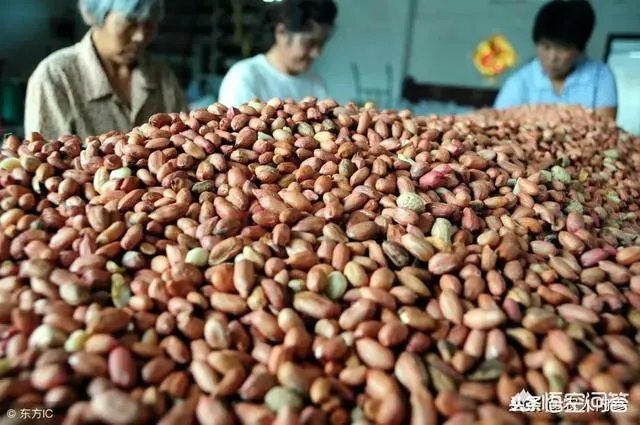 最新的花生价格是多少？行情如何？