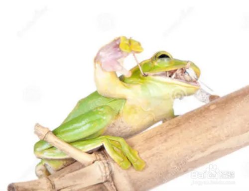 蝗虫的天敌是什么?