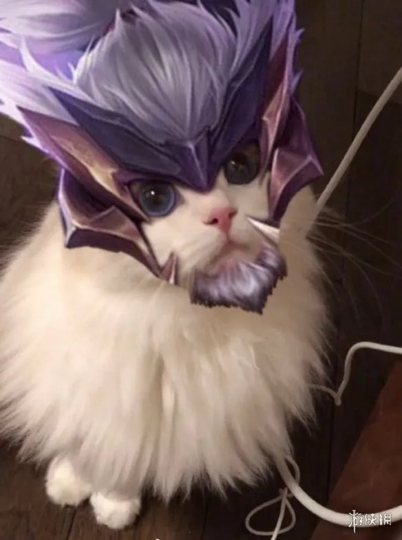 《王者荣耀》猫咪接头头像最新 猫咪头像大全