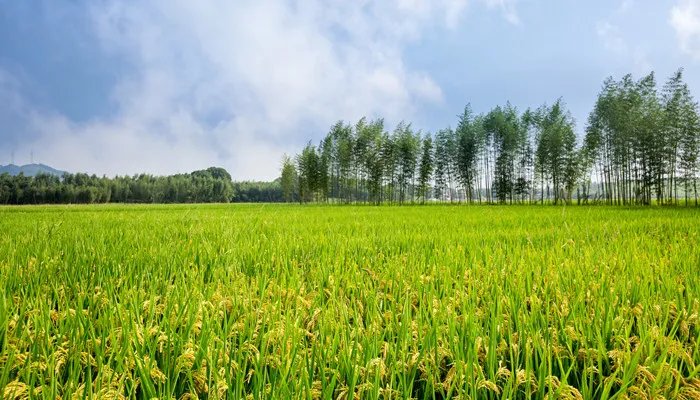 六月六看谷秀啥意思 六月六看谷秀什么意思