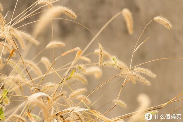 开箱晒物系列 篇八：#晒单大赛#CANON 佳能 穷人三宝集齐（附样片）