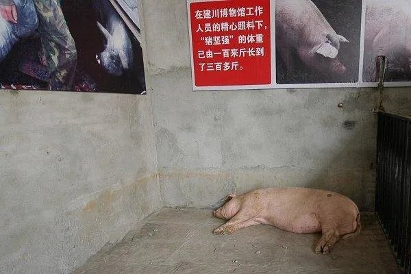 汶川地震存活的猪坚强已瘦骨嶙峋，他目前的日常生活是怎样的？