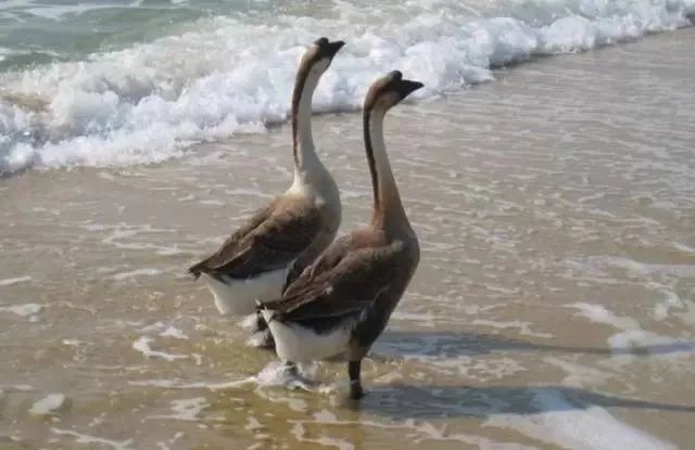 刷爆朋友圈两只鹅的故事，大结局已经揭晓！