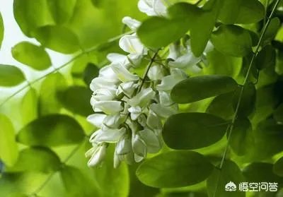 刺槐树有什么作用?