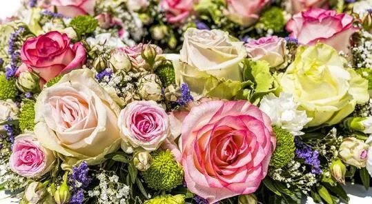 99朵玫瑰花语是什么 玫瑰花语每朵代表什么