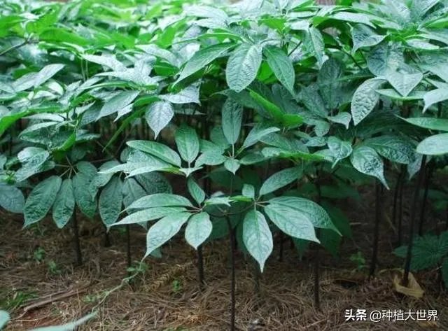 野生药材一定比种植药材好吗?