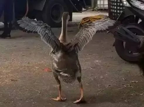 刷爆朋友圈两只鹅的故事，大结局已经揭晓！