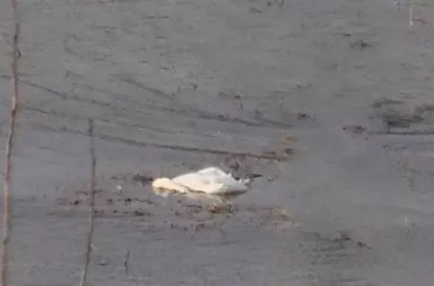 刷爆朋友圈两只鹅的故事，大结局已经揭晓！