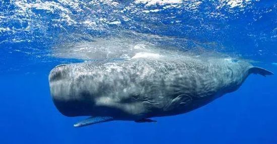 65吨的抹香鲸搁浅死亡，被做成标本，工程这么大需要耗费多少人力物力？