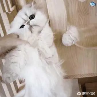 有没有搞笑的猫咪图片，分享一下？