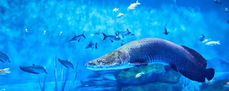 海洋里数量最多的生物是什么 海洋里数量最多的生物是什么种类