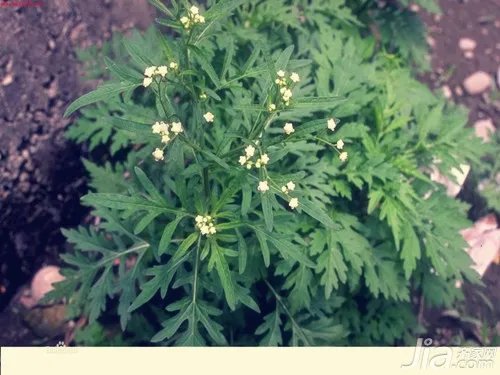 艾草图片欣赏 艾草资料介绍