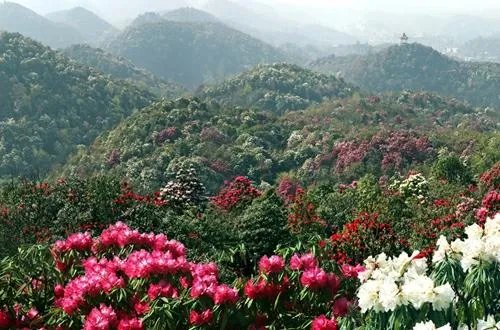 你知道中国百里杜鹃花都在哪里吗？