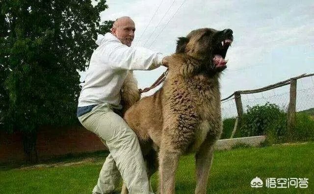 纽波利顿有多恐怖