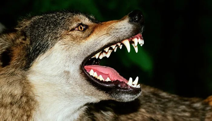 什么是白眼狼 什么是白眼狼的解释